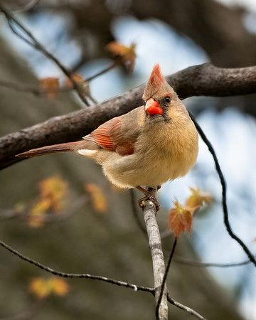 Female Cardinal-2025