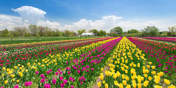 Tulips Holland Michigan
