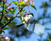 Chickadee in the apple tree