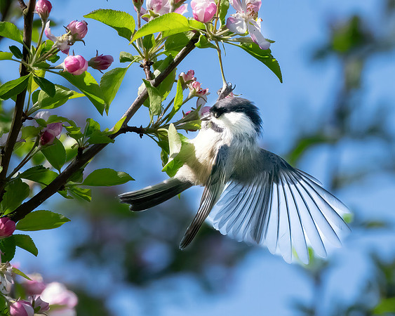 Chickadee in the apple tree