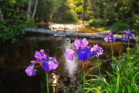 Wild Iris along Shalda Creek at Sleeping Bear Dunes