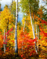 Birch Forest , Pictured Rocks