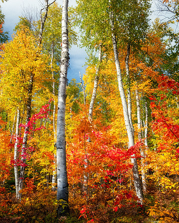 Birch Forest , Pictured Rocks