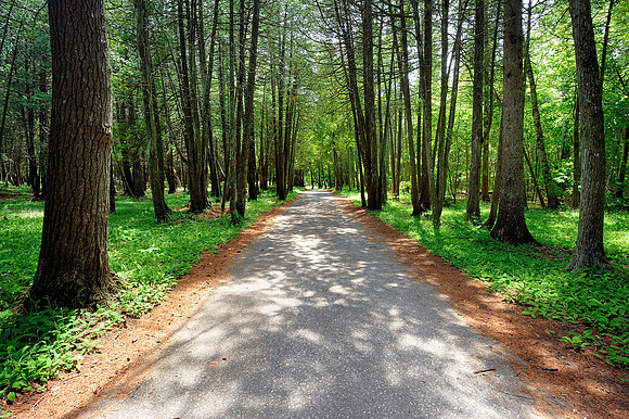 Mackinac Island forest trail