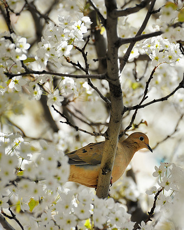 "Dove in a Cherry Tree" Traverse City, Michigan