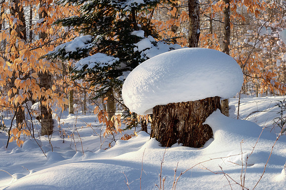 Winter Mushrooms Tahquamenon Falls State Park