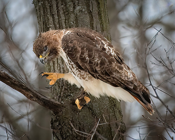 Red-Tail-Hawk in a tree