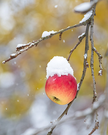 Snowy Appple