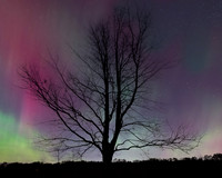 Northern Lights, Oak Tree Silhouette
