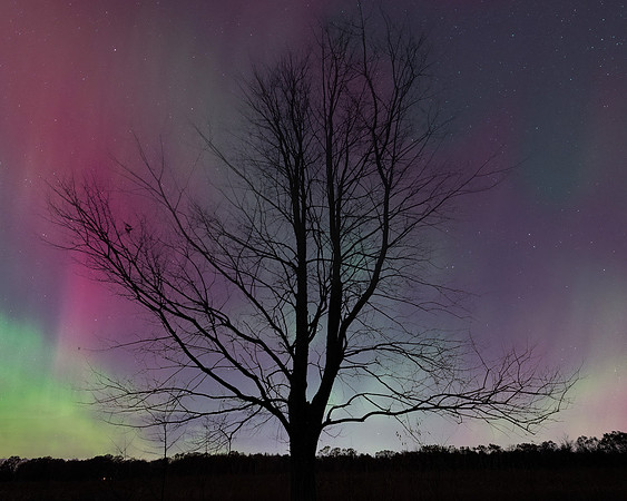 Northern Lights, Oak Tree Silhouette