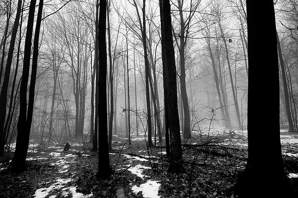 Foggy Michigan Forest Black & White