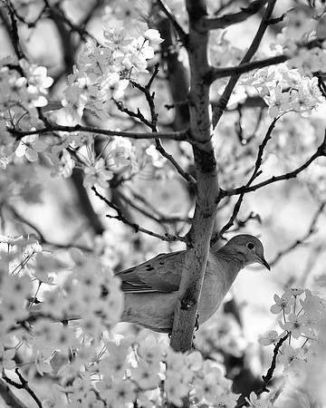 Dove in a Cherry Tree - Black & White (Traverse City Michigan)