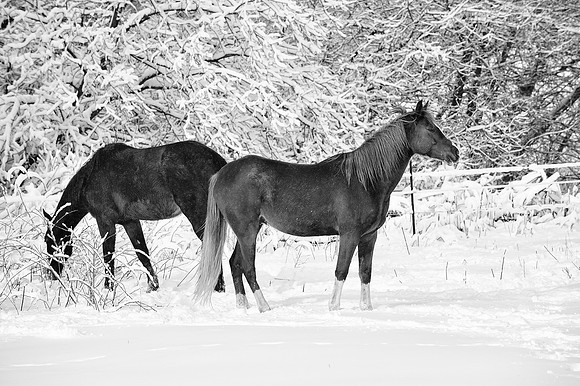 Horses in the snow Black & White