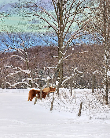 Horse in wintertime East Jordan Michigan