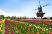 Dutch windmill in a tulip field