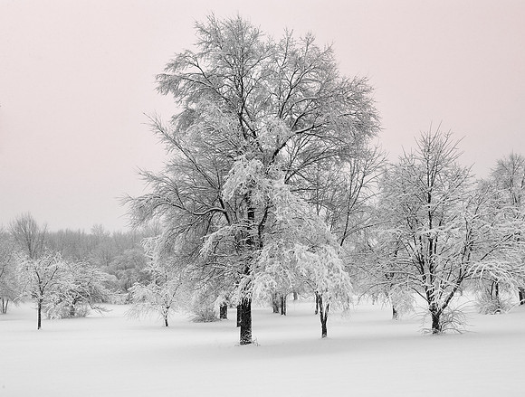 "Snowy Trees" The morning after a snow storm in Michigan
