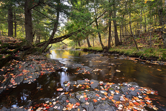 Leaves on the Stream - Slate River