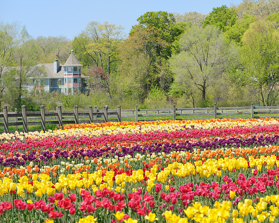 Spring in Holland Michigan