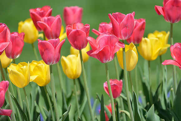 Colorful Tulips