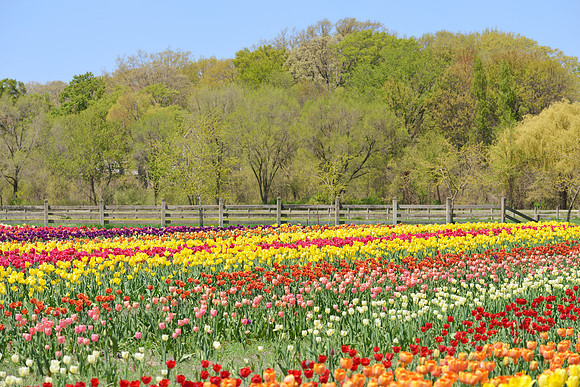 Holland tulip festival