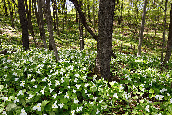 Trilliums in the Manistee National Forest