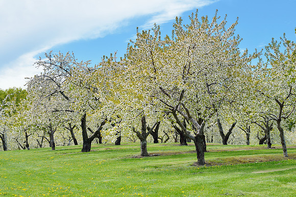 Cherry Orchard in Blossom Old Mission Peninsula