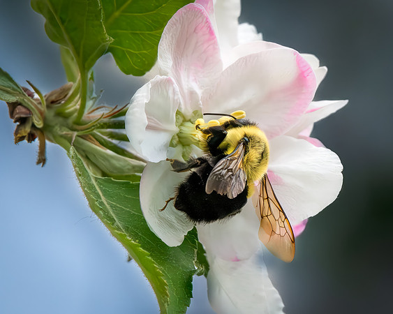 Busy Bee in an Apple Tree