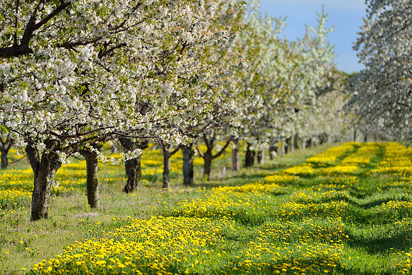 Dandelions & Cherry Blossoms