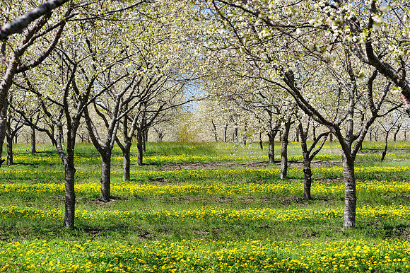 Cherry Orchard in Blossom, Old Mission peninsula