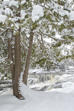 Snow covered trees at Upper Bond Falls