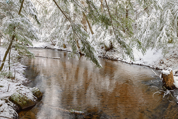 Snow- laden pine boughs hanging over Morgan Creek near Marquette, Michigan