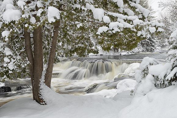 Snow-laden trees at Upper Bond Falls