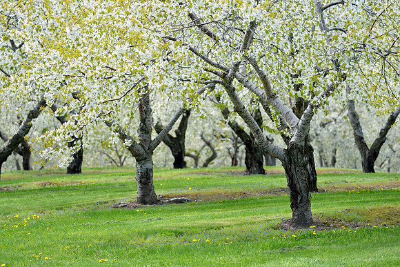 "Cherry trees in blossom on a sunny spring day"