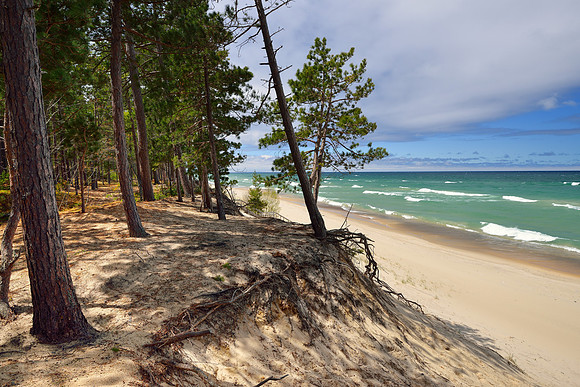 Leaning Pines Pictured Rocks National Lakehsore