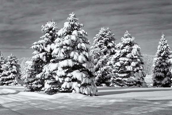 Snowy Spruce Trees