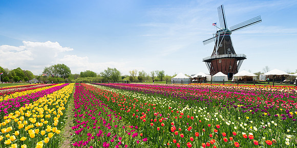 Dutch Windmill in a Tulip field