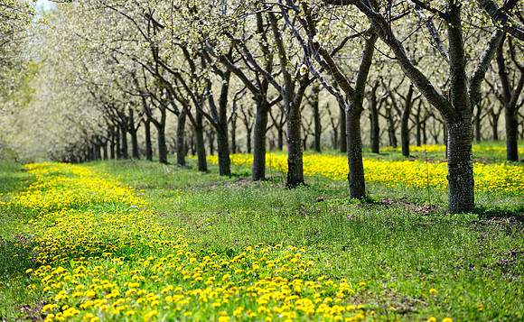 "Dandelions and cherry trees"  Michigan Cherry orchard in Bloom