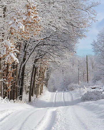 "Snowy trees on a country road"