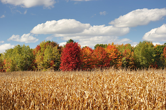 Autumn trees and a corn field