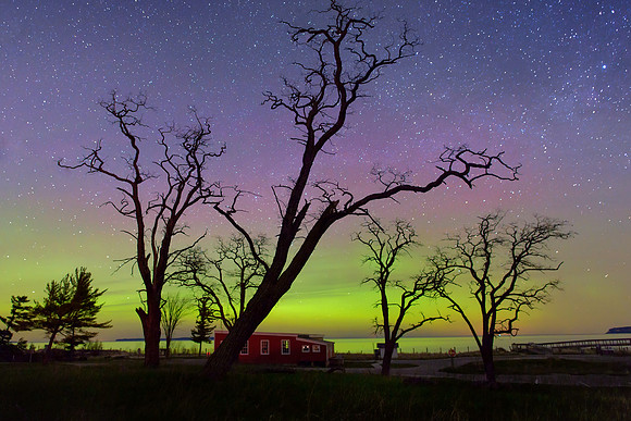 Spooky Trees Aurora