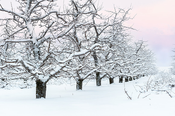 Apple Orchard Winter Morning, Montcalm County