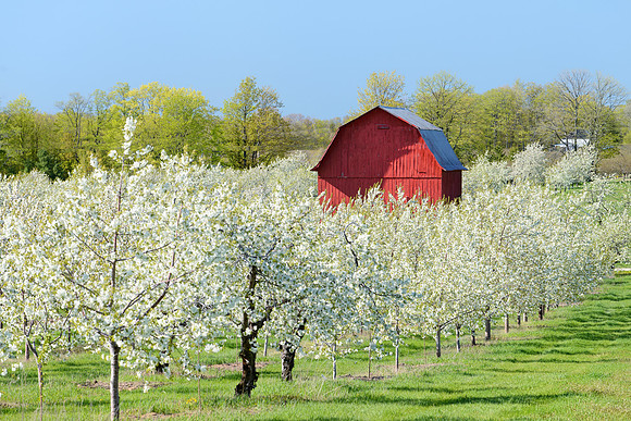 Red barn in the cherry blossoms