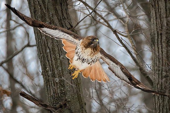 Red Tailed Hawk