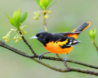 Oriole on a spring day