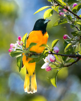 Oriole in the apple tree