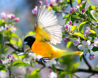 Oriole on the wing