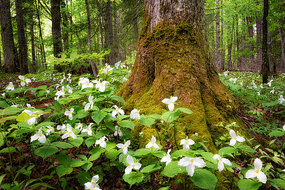 Trilliums in bloom at Pictured Rocks National Lakeshore