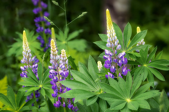 Wild Lupines by Sunday Lake, Wakefield, MI