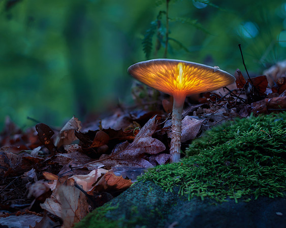 Glowing Mushroom in a rural Michigan forest