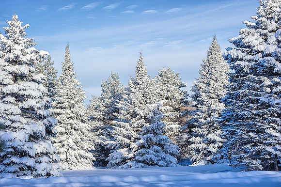 Snowy Pines, Montcalm County, Michigan